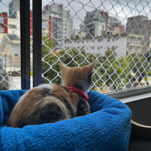 prevenir_gatos_galeria (1)