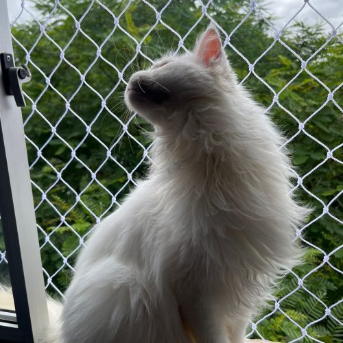 Rede de Proteção para Pets