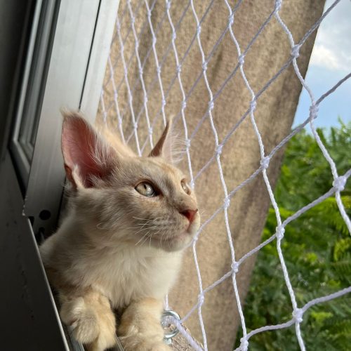 Instalação de Rede para Gato