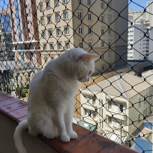 Instalação de Redes para Proteção d Gatos