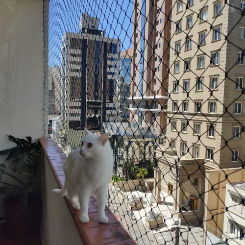 Rede de Proteção para Gatos