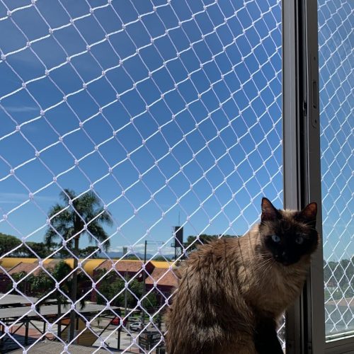 prevenir_gatos_galeria (2)