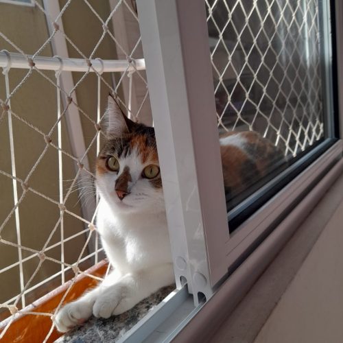 prevenir_gatos_galeria (3)