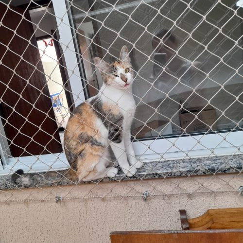 prevenir_gatos_galeria (4)