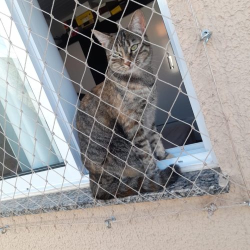 prevenir_gatos_galeria (5)