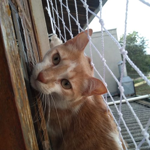 Tela de Proteção para Gatos
