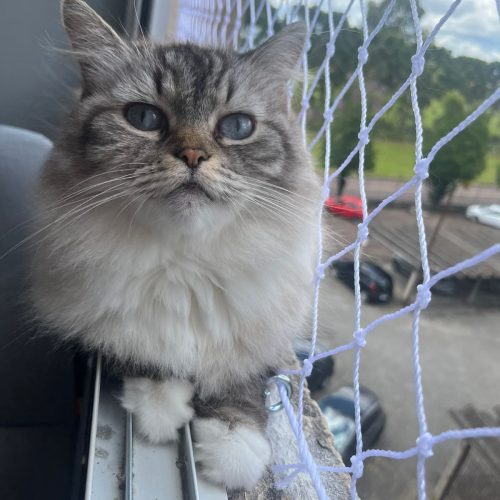Telinha de Proteção para Gatos